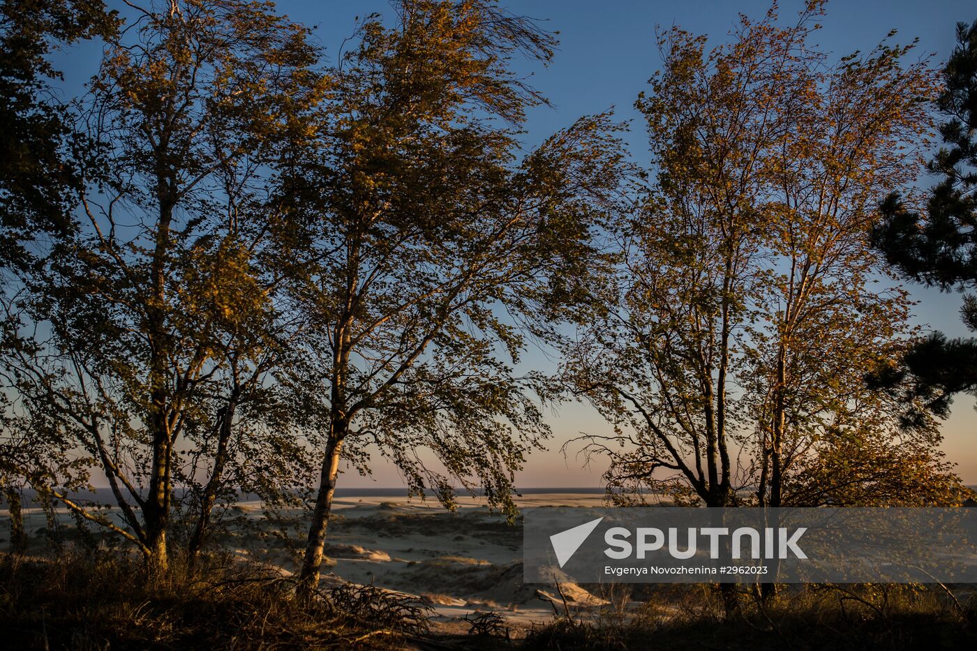 Curonian Spit national park in Kaliningrad Region