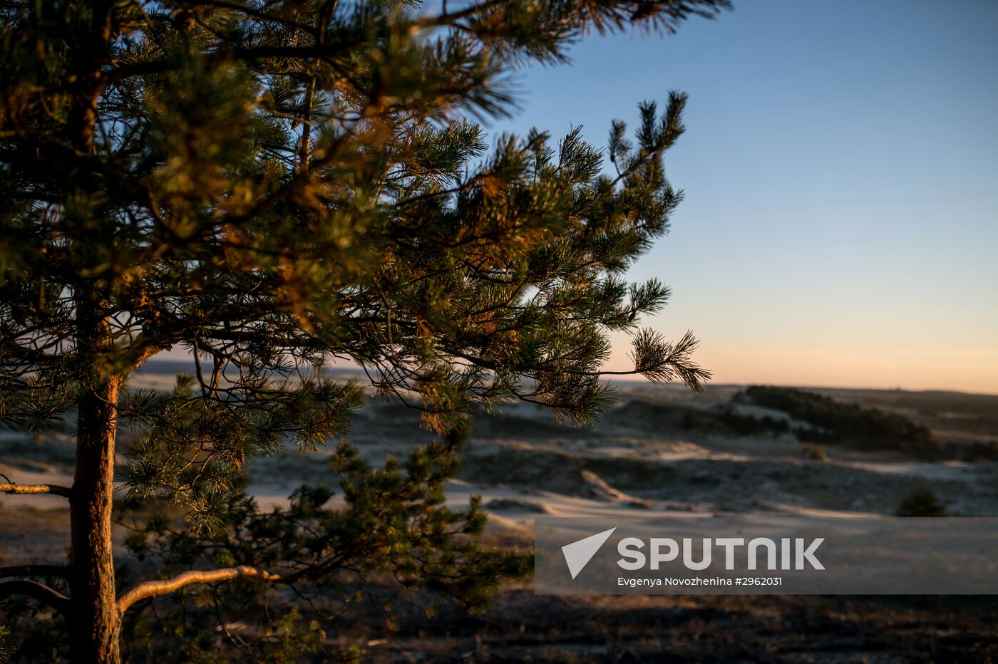 Curonian Spit national park in Kaliningrad Region