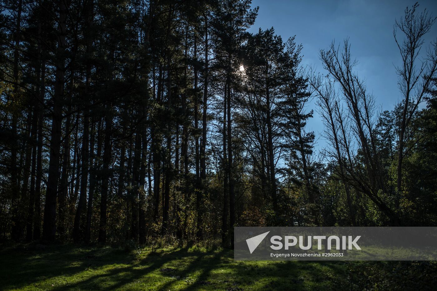 Curonian Spit national park in Kaliningrad Region