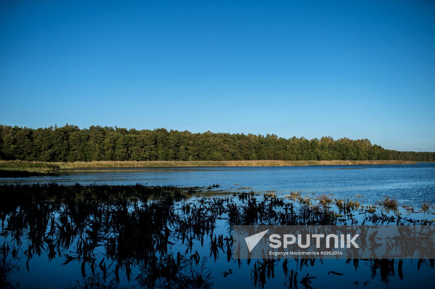 Curonian Spit national park in Kaliningrad Region
