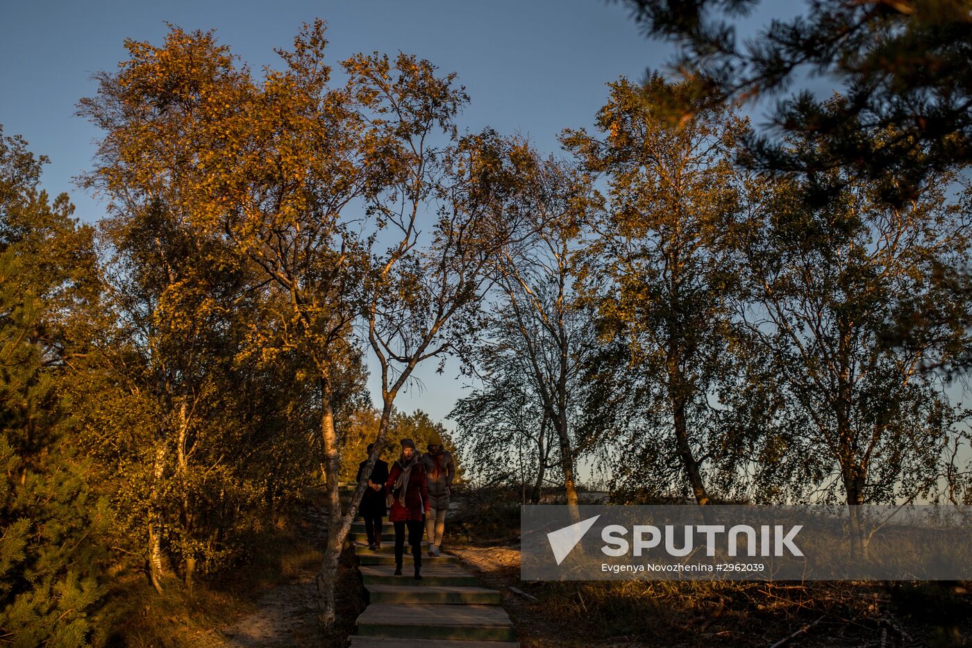 Curonian Spit national park in Kaliningrad Region