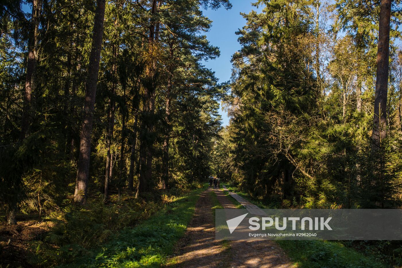 Curonian Spit national park in Kaliningrad Region