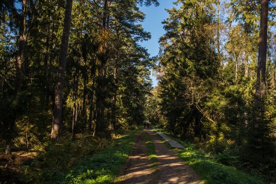 Curonian Spit national park in Kaliningrad Region