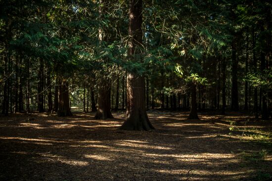 Curonian Spit national park in Kaliningrad Region