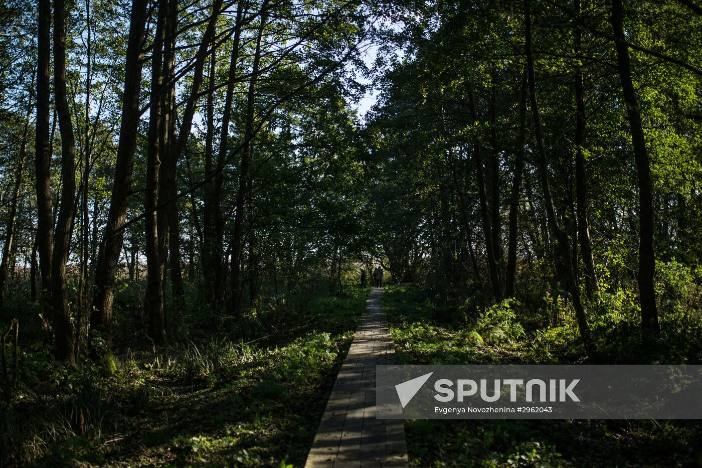 Curonian Spit national park in Kaliningrad Region