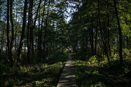 Curonian Spit national park in Kaliningrad Region