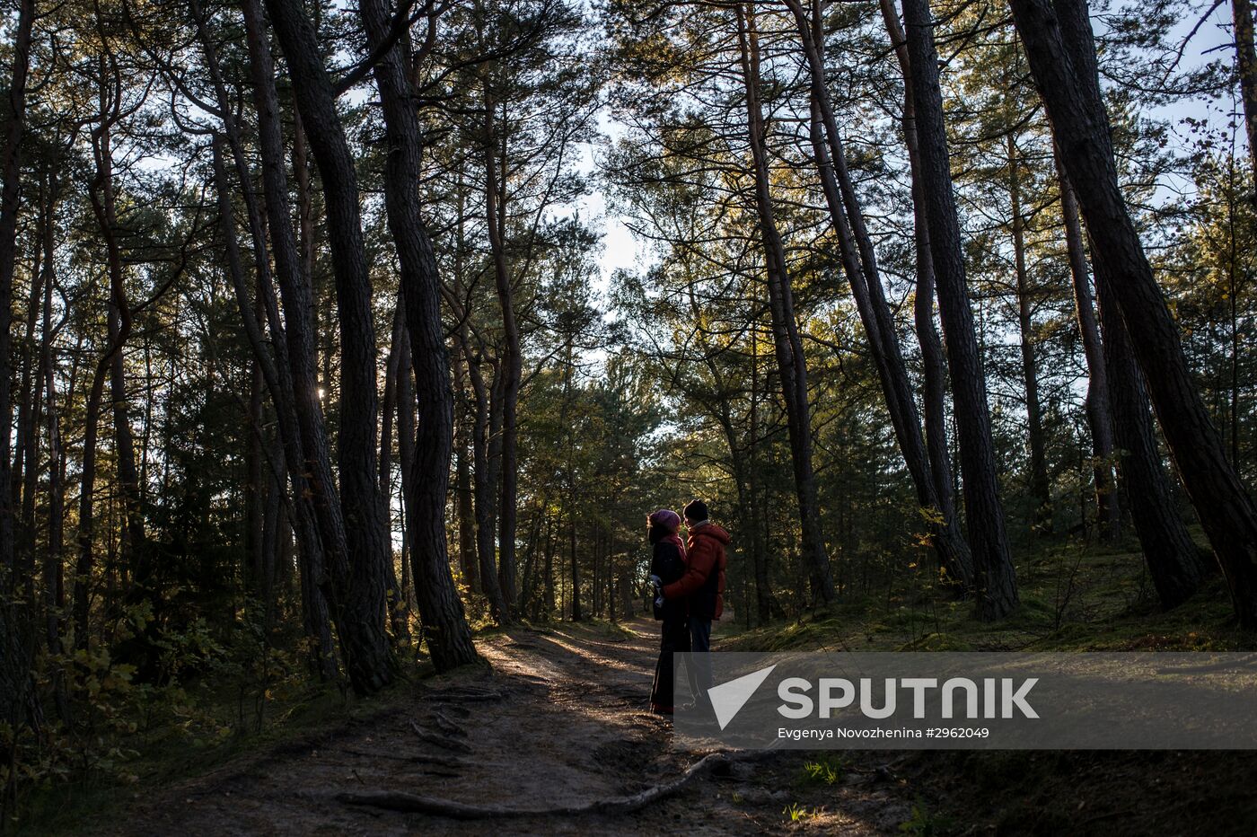 Curonian Spit national park in Kaliningrad Region