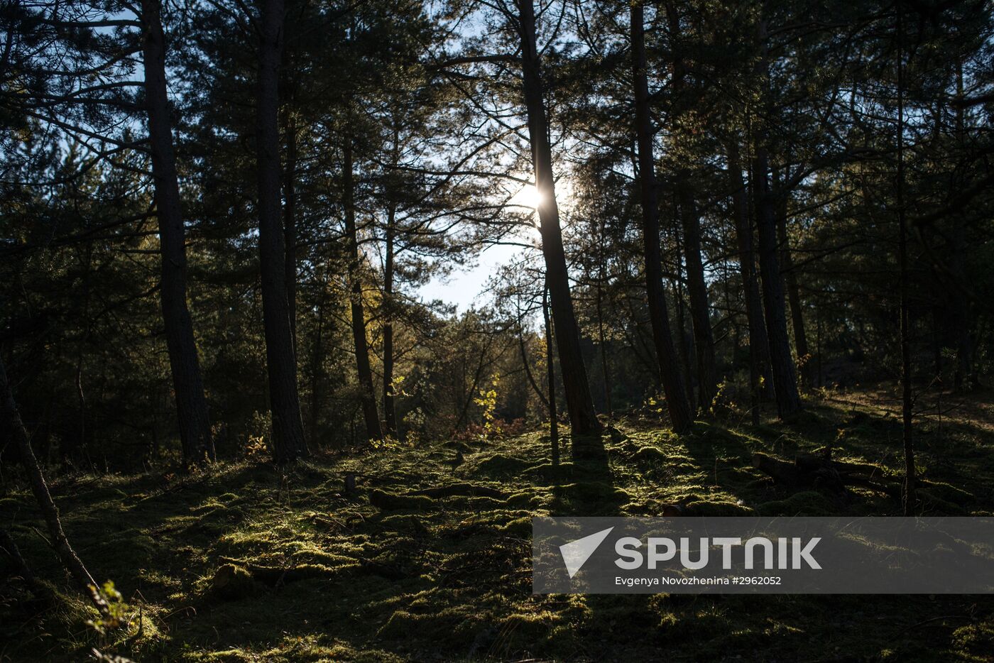 Curonian Spit national park in Kaliningrad Region