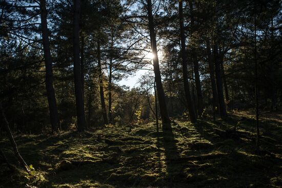 Curonian Spit national park in Kaliningrad Region