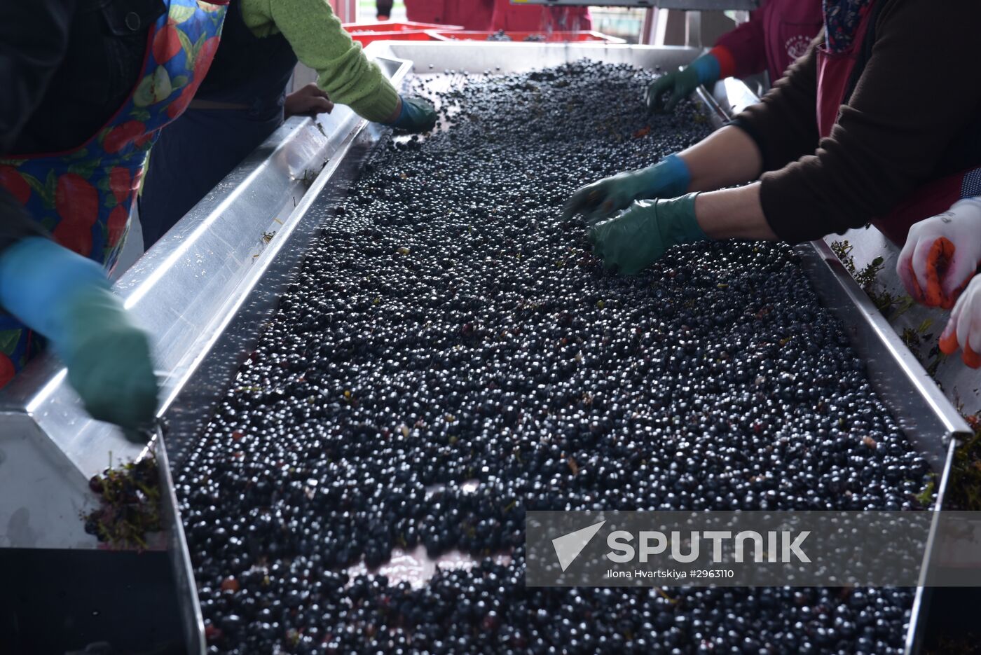 Winery in Sukhum