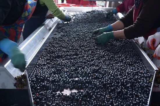 Winery in Sukhum