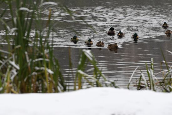 First snow in Moscow