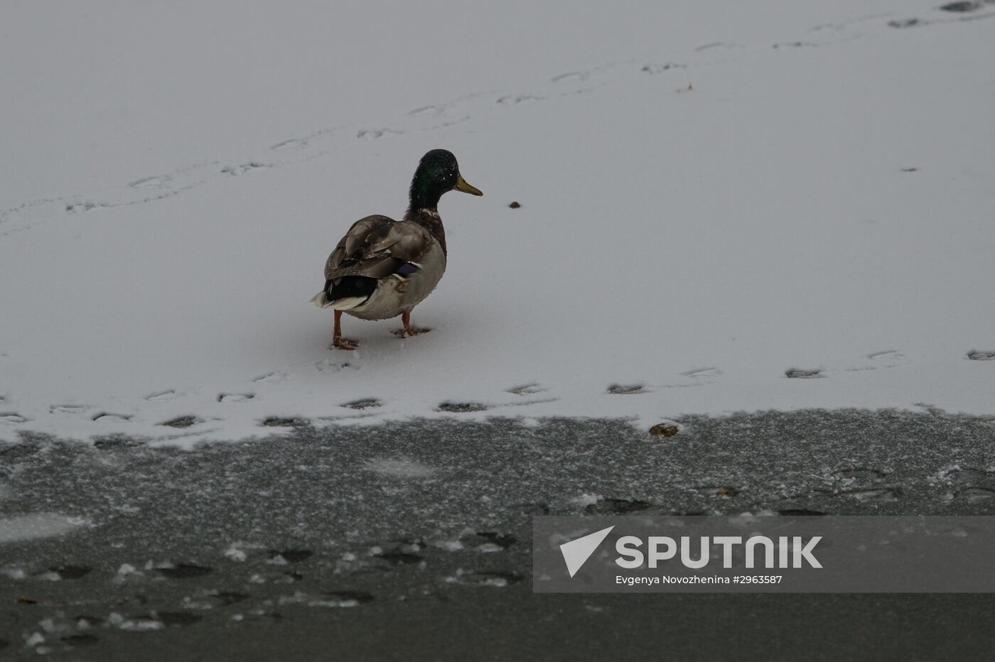 First snow in Moscow