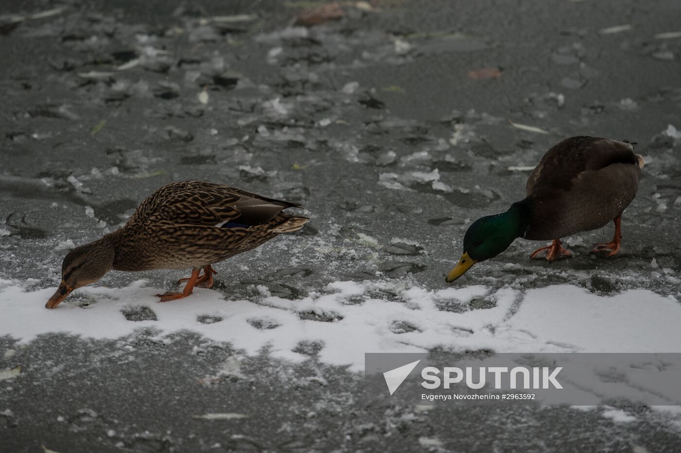 First snow in Moscow