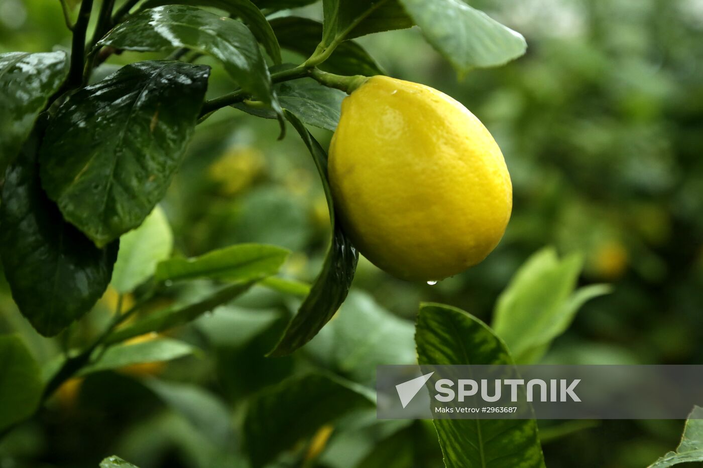 Lemon harvesting in Crimea