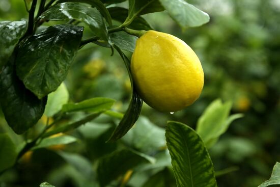 Lemon harvesting in Crimea