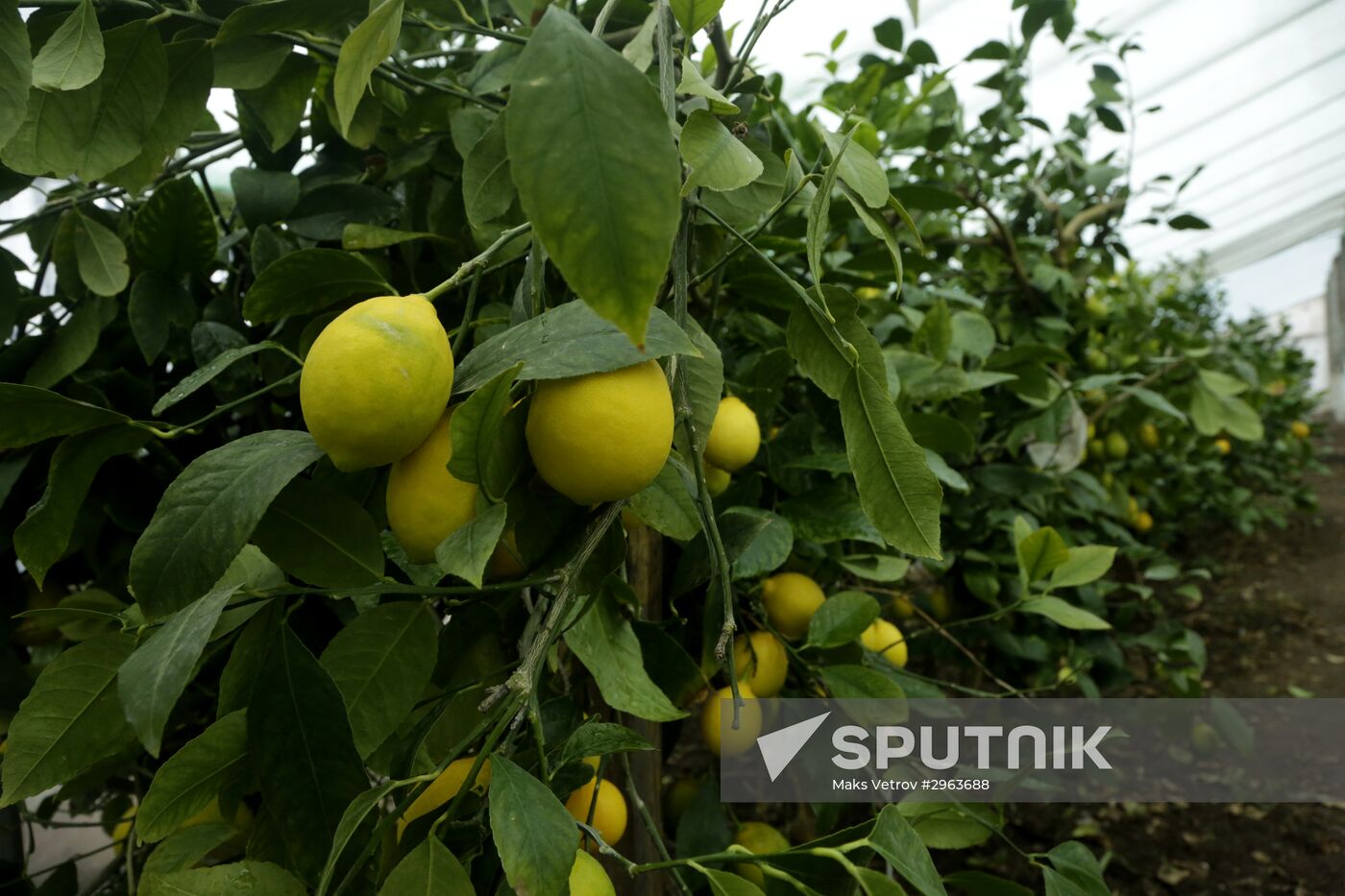 Lemon harvesting in Crimea