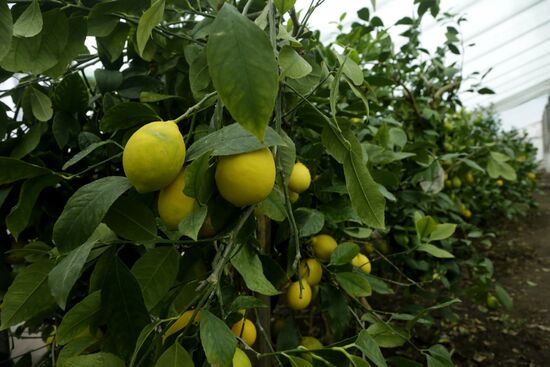 Lemon harvesting in Crimea