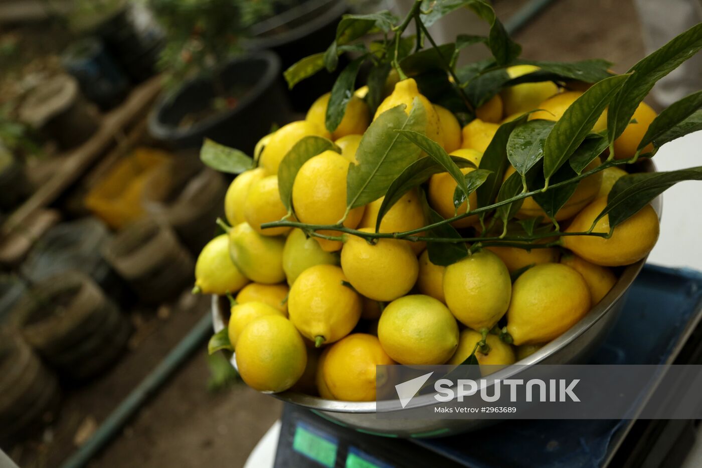 Lemon harvesting in Crimea