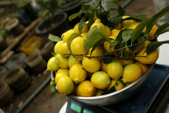 Lemon harvesting in Crimea