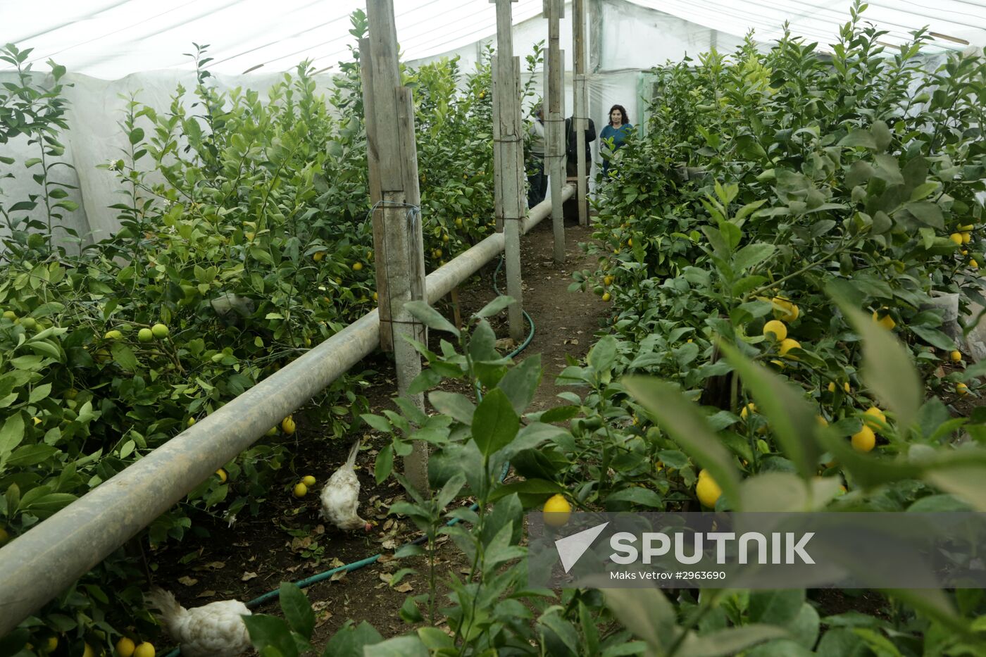 Lemon harvesting in Crimea