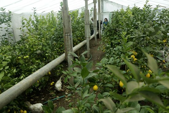 Lemon harvesting in Crimea