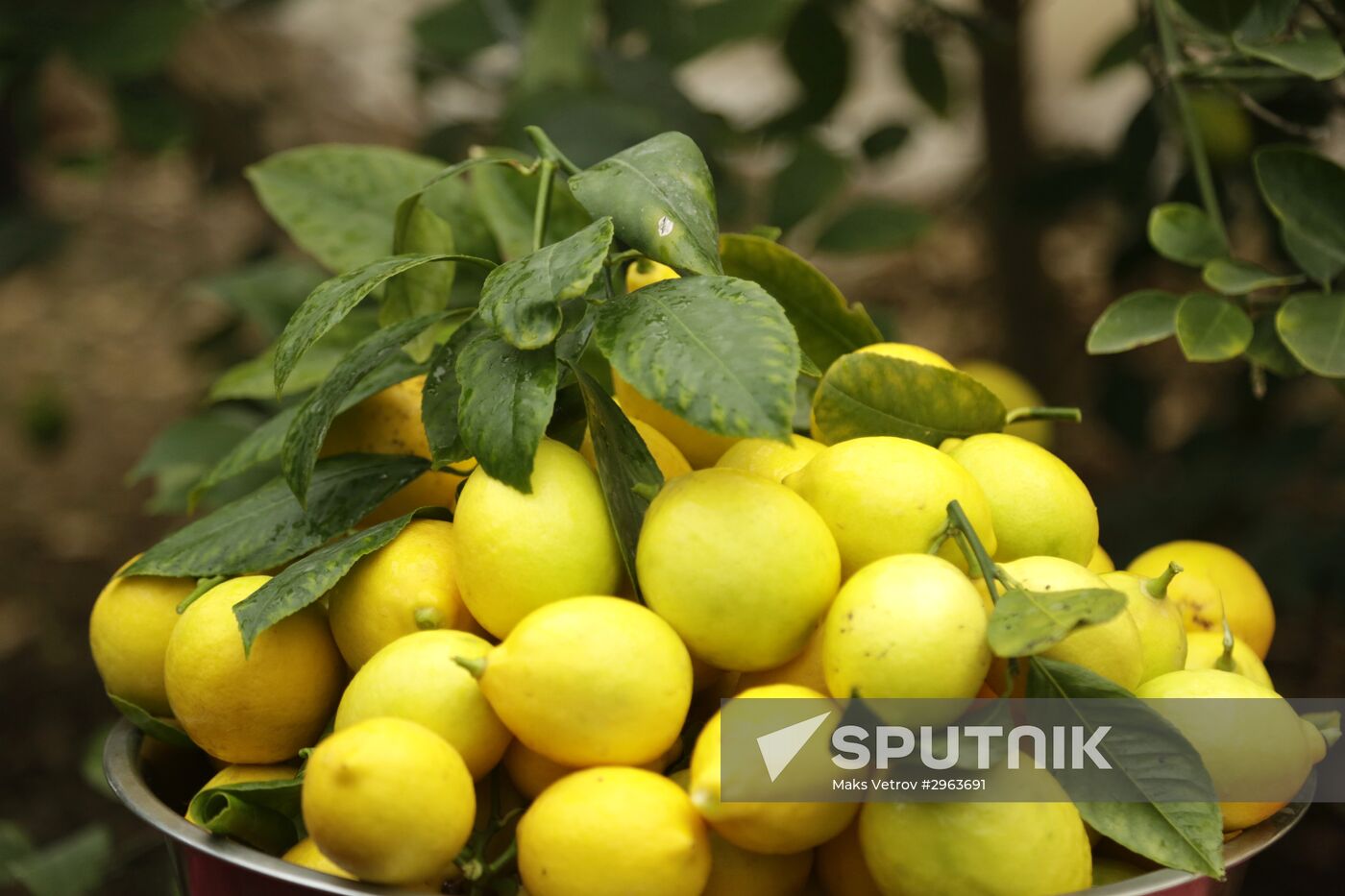 Lemon harvesting in Crimea