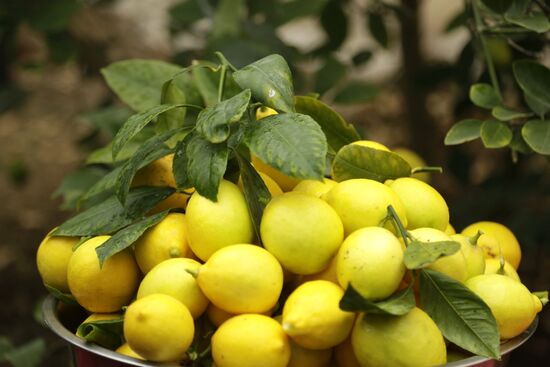 Lemon harvesting in Crimea