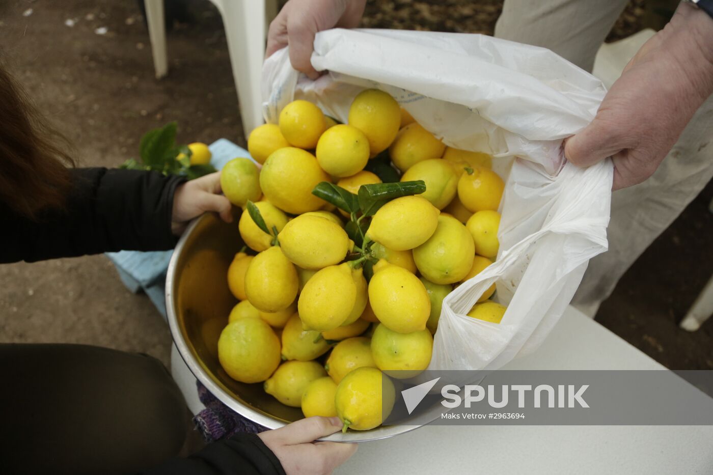 Lemon harvesting in Crimea