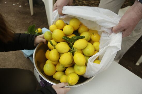 Lemon harvesting in Crimea