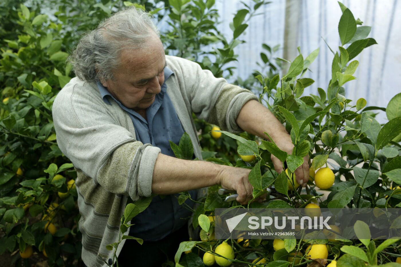 Lemon harvesting in Crimea