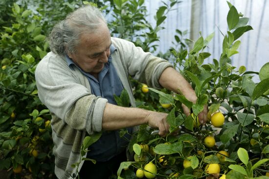 Lemon harvesting in Crimea