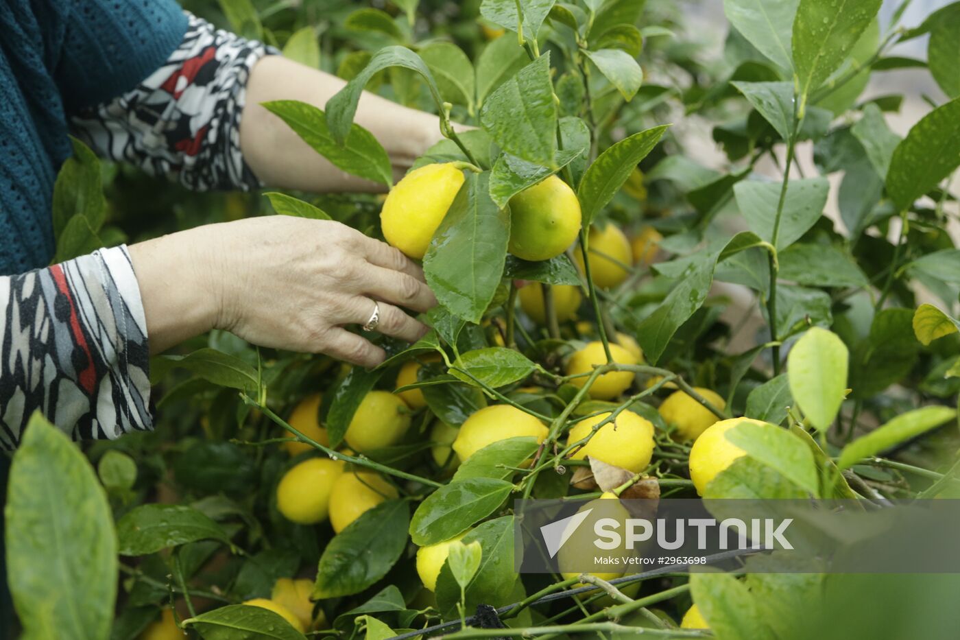 Lemon harvesting in Crimea