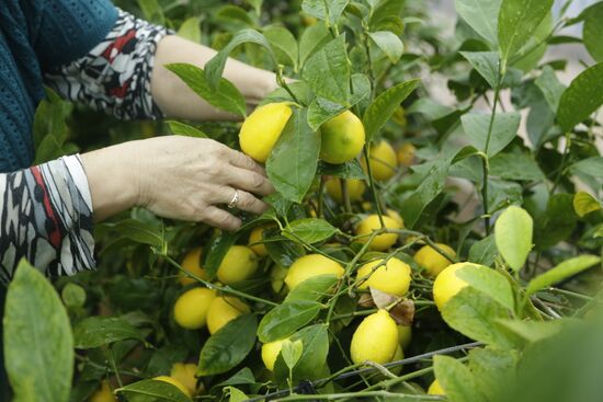 Lemon harvesting in Crimea