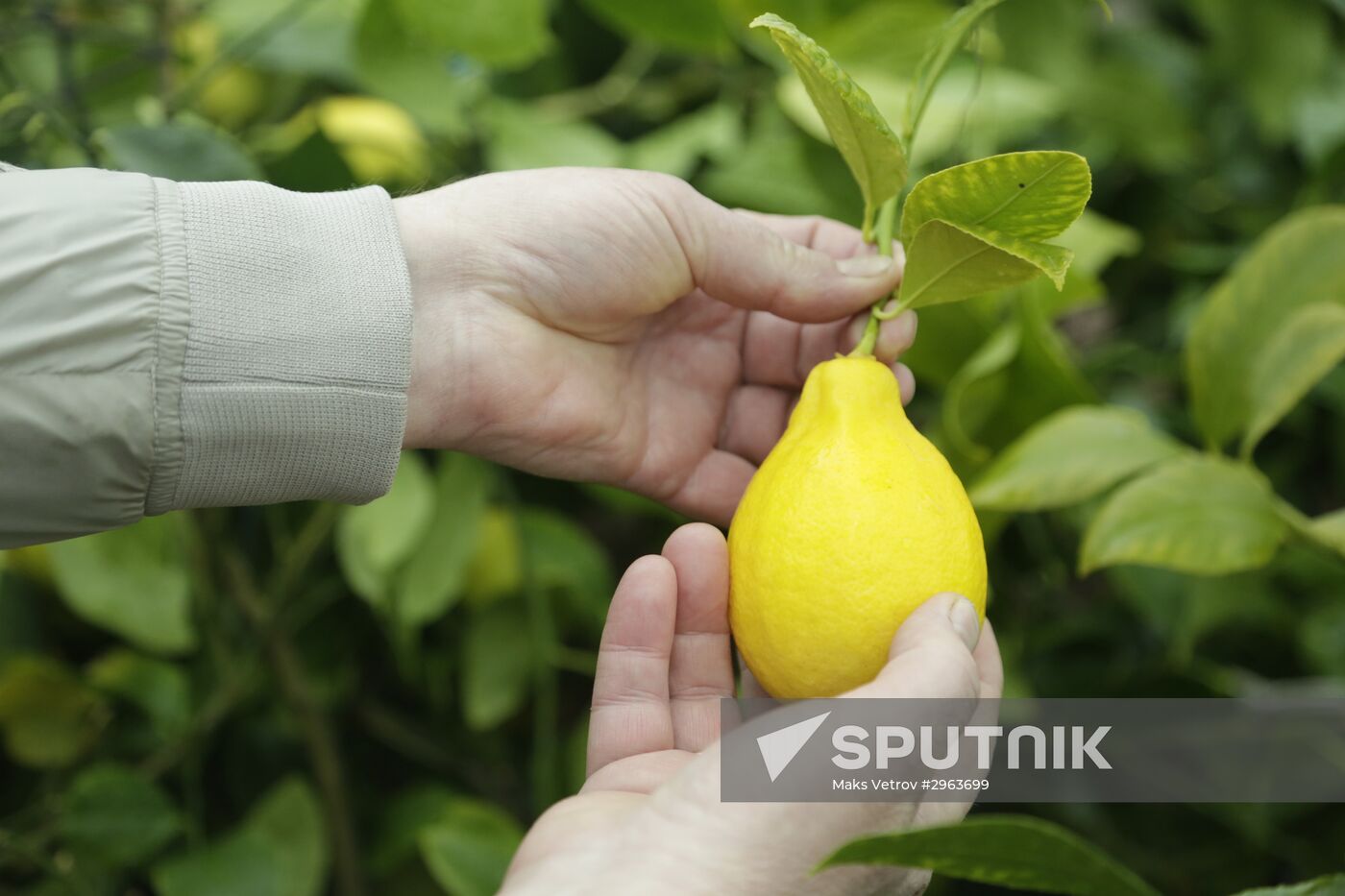 Lemon harvesting in Crimea