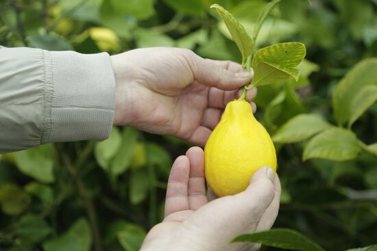 Lemon harvesting in Crimea