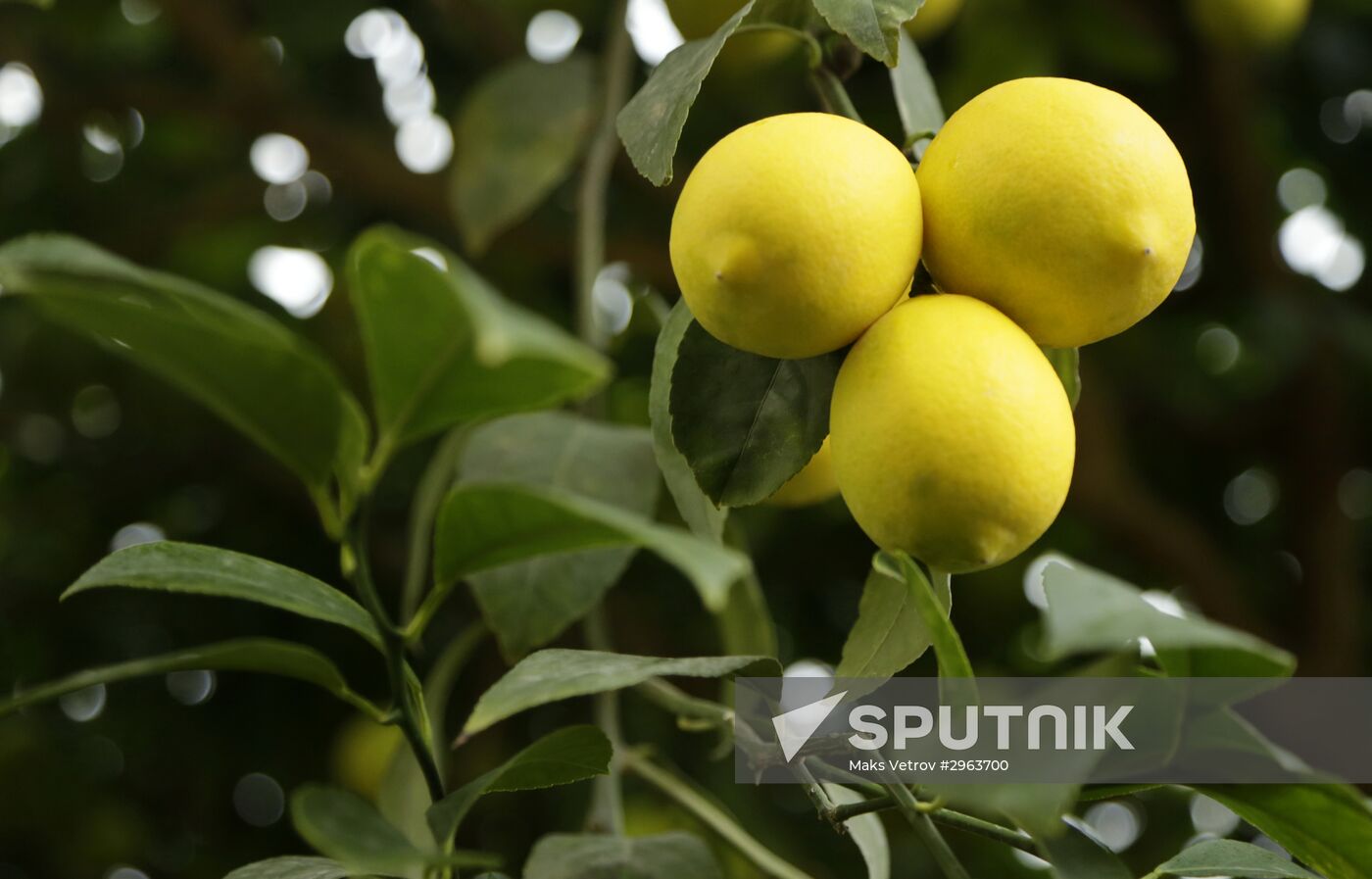 Lemon harvesting in Crimea