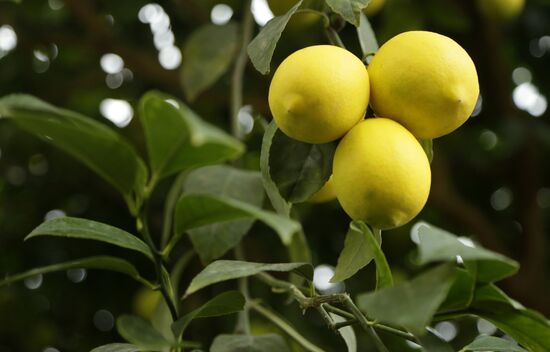 Lemon harvesting in Crimea