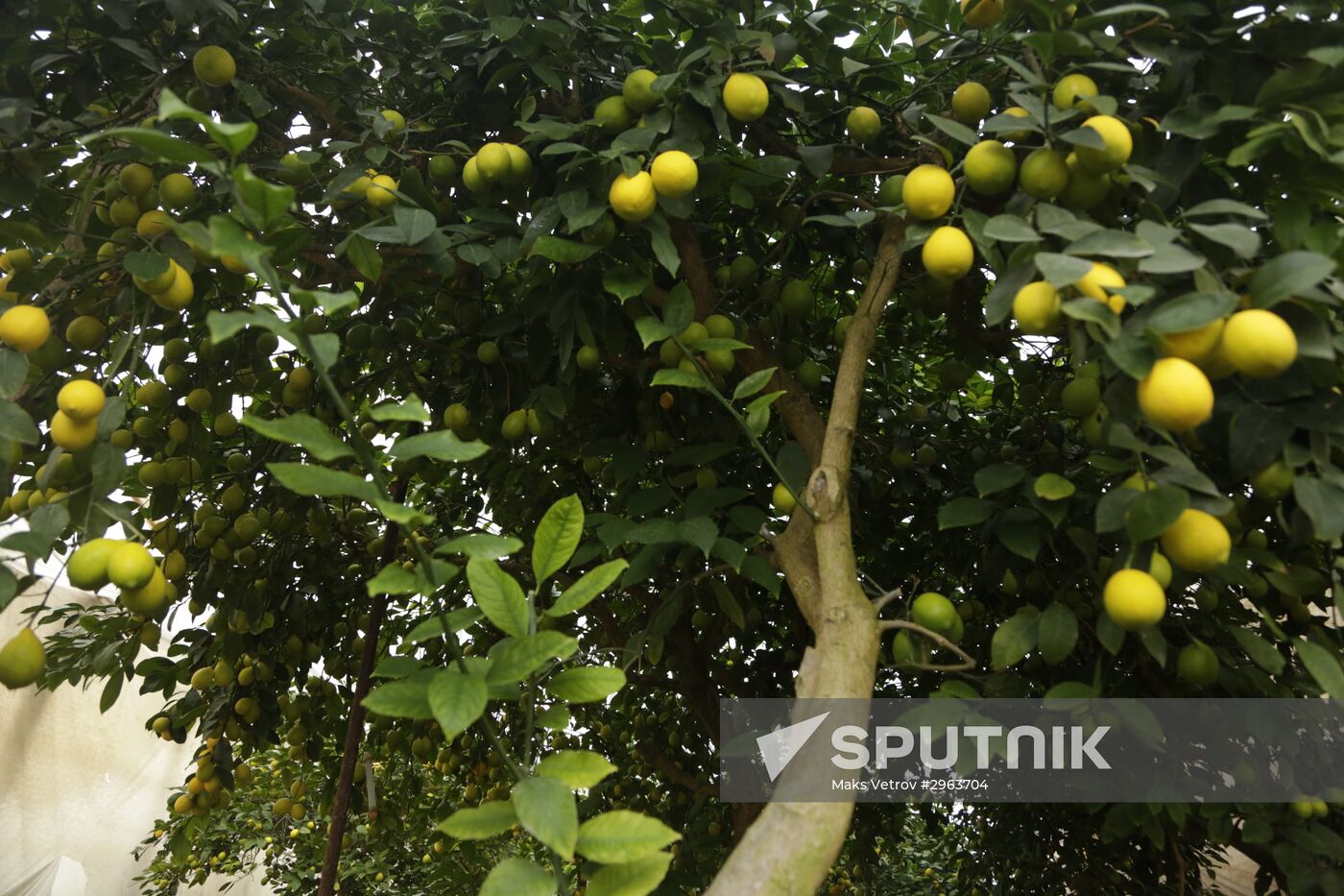 Lemon harvesting in Crimea