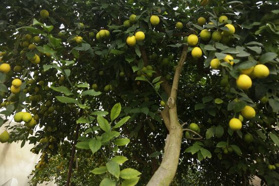 Lemon harvesting in Crimea