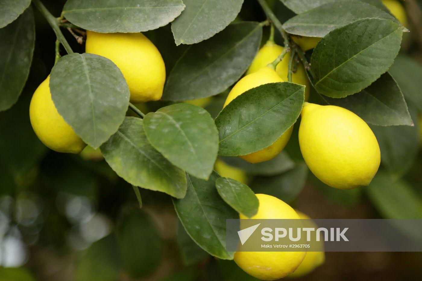 Lemon harvesting in Crimea