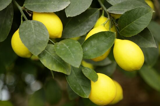 Lemon harvesting in Crimea