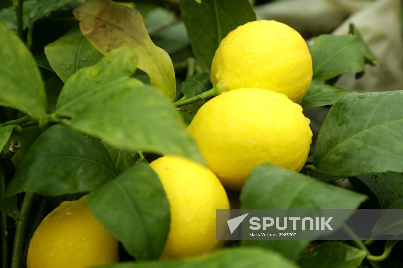 Lemon harvesting in Crimea