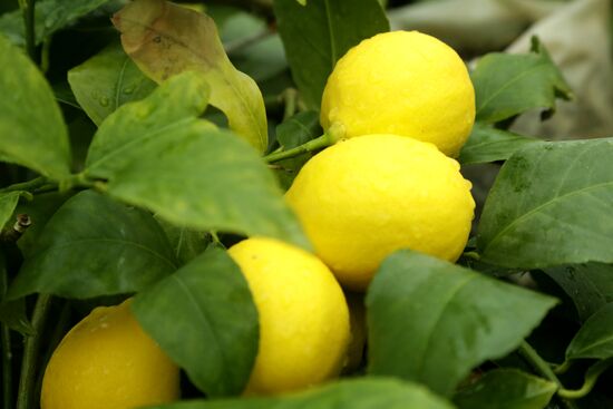 Lemon harvesting in Crimea