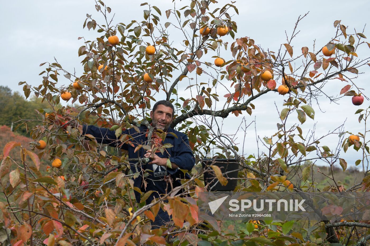Harvesting persimmon in Sochi