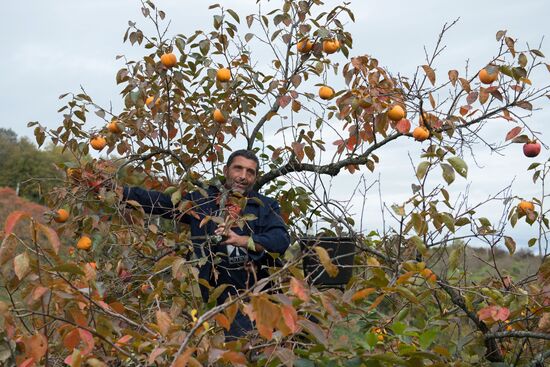 Harvesting persimmon in Sochi