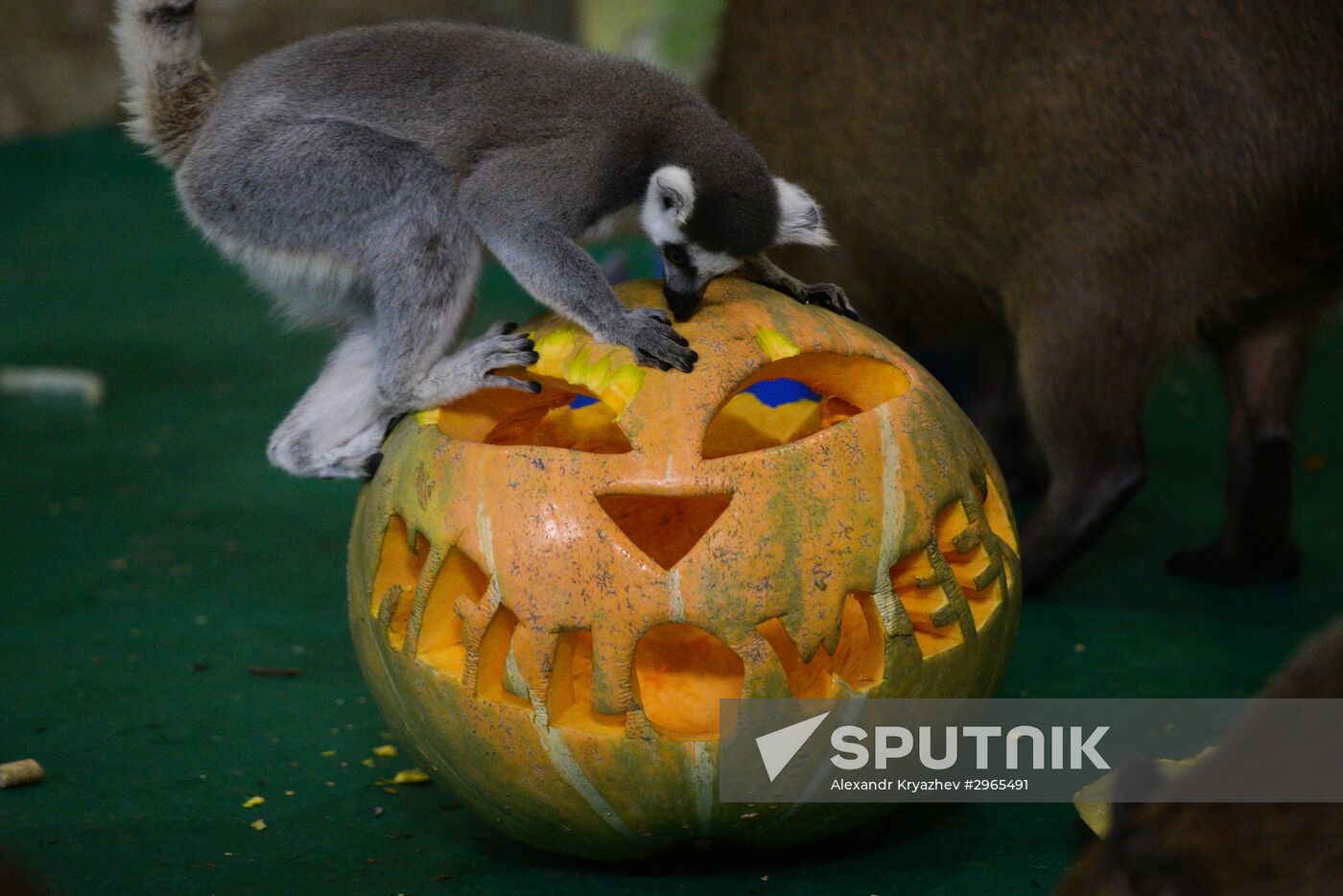 Rign-tailed lemurs in Novosibirsk Zoo enclosure