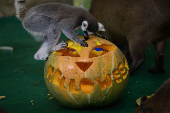 Rign-tailed lemurs in Novosibirsk Zoo enclosure