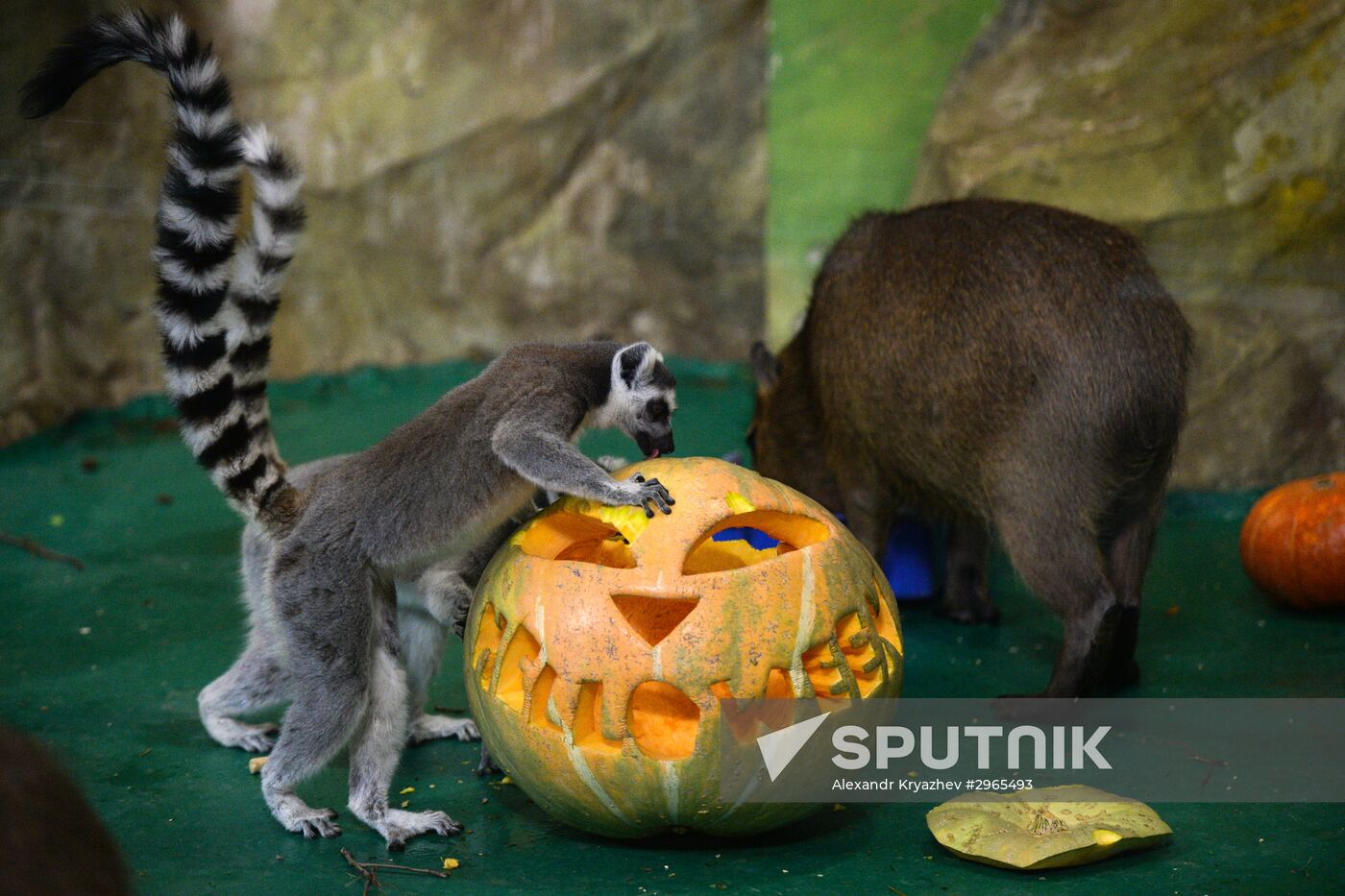 Ring-tailed lemurs in Novosibirsk Zoo enclosure