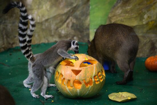 Ring-tailed lemurs in Novosibirsk Zoo enclosure